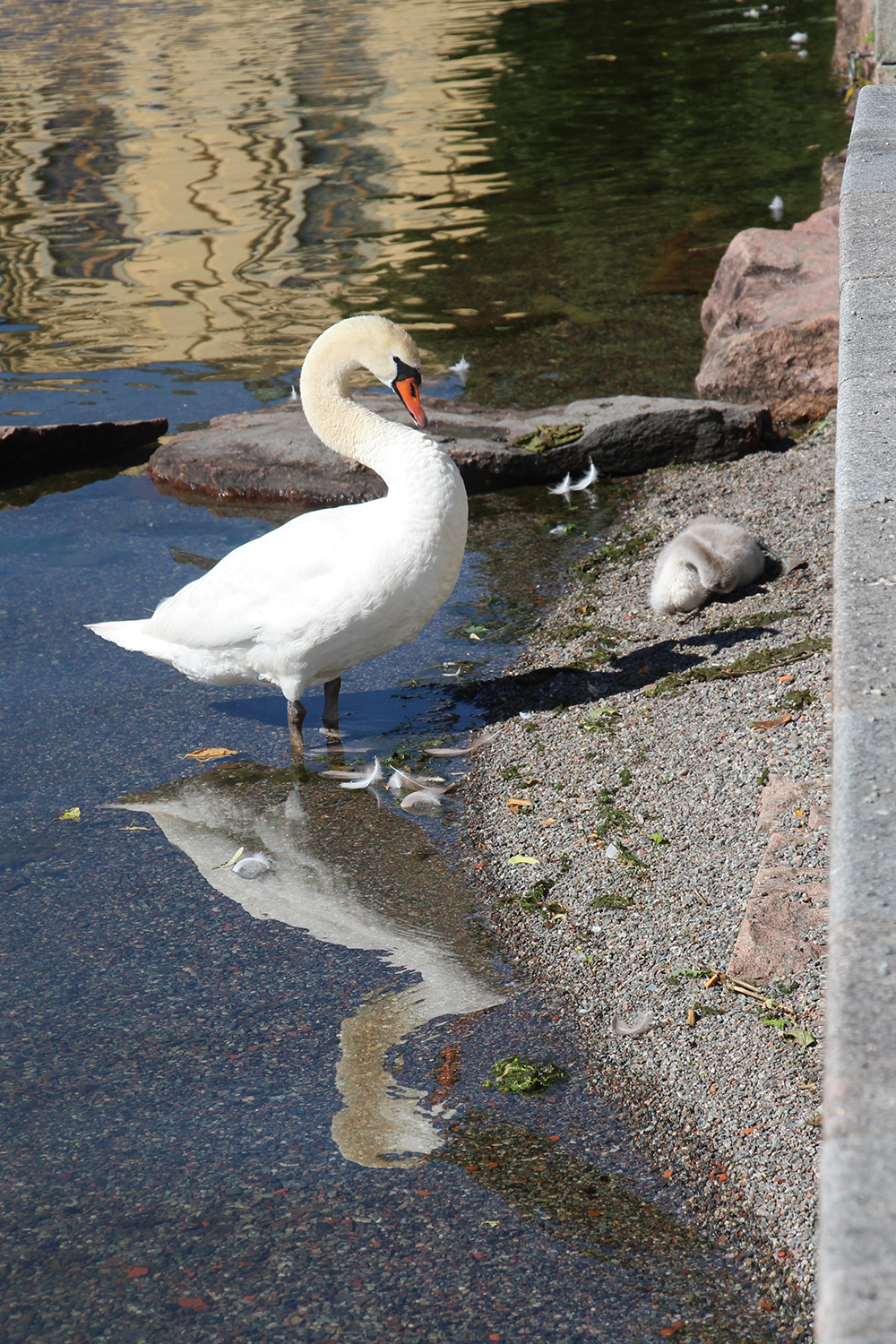 Swan in Front of Drottningholm Palace
