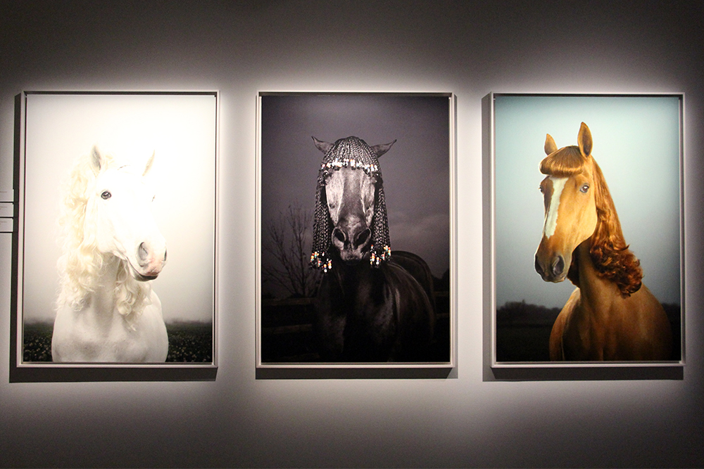 Triptych from the Horse Exhibit at Fotografiska