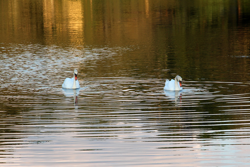 Swans on the Shining Sea Bikeway