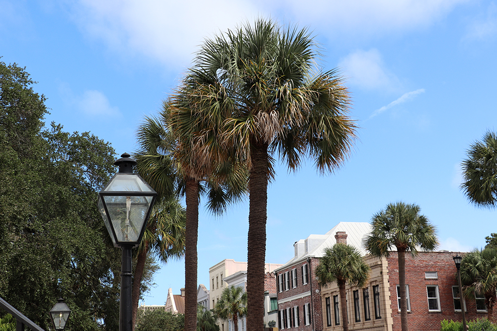 Charleston Postcards - Historic District Walking Tour Old Homes