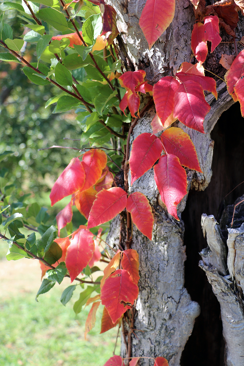Fall Leaves at Harvest Moon Farm & Orchard