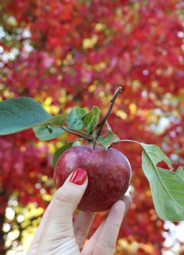 Red Apple from Apple Picking