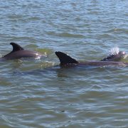 Fins of Two Naples Bottlenose Dolphins