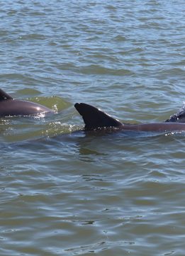 Fins of Two Naples Bottlenose Dolphins