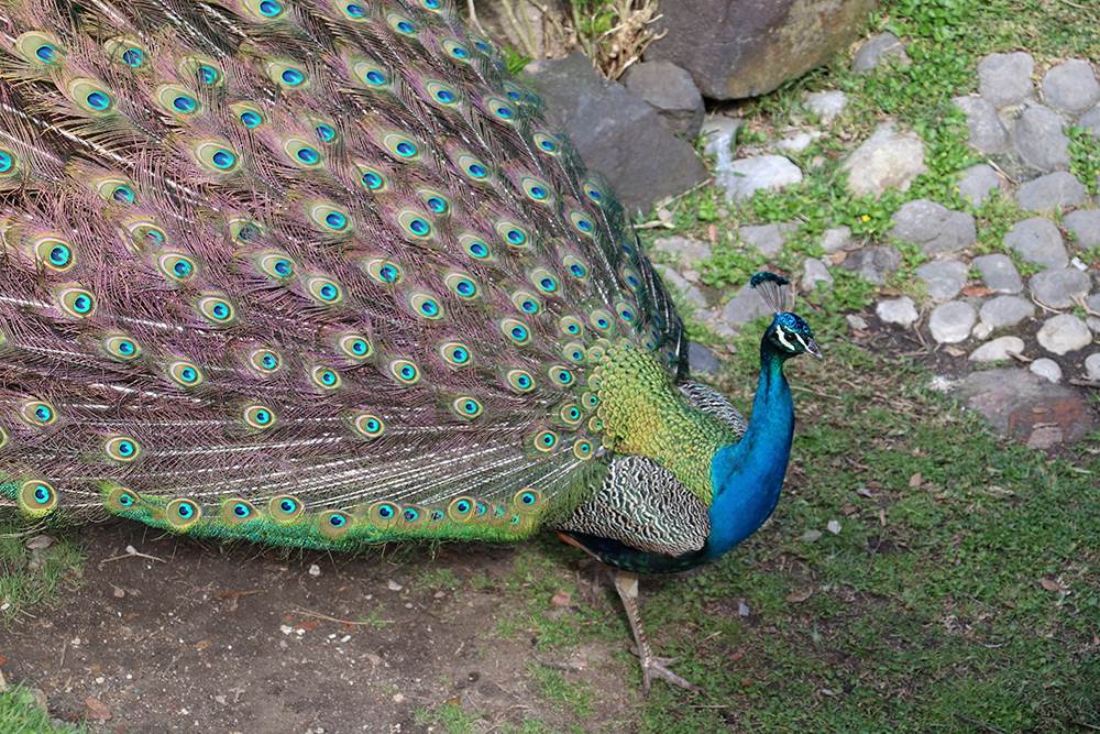 What to Do in Lisbon - Peacock at Sao Jorge Castle