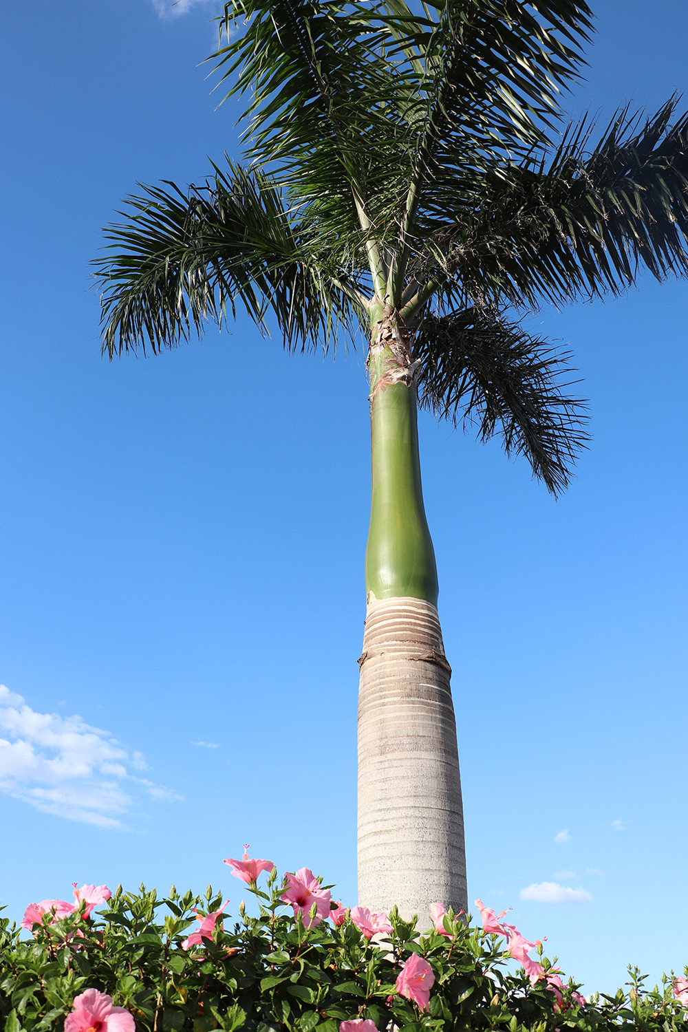 Florida Palm Tree in Naples Florida