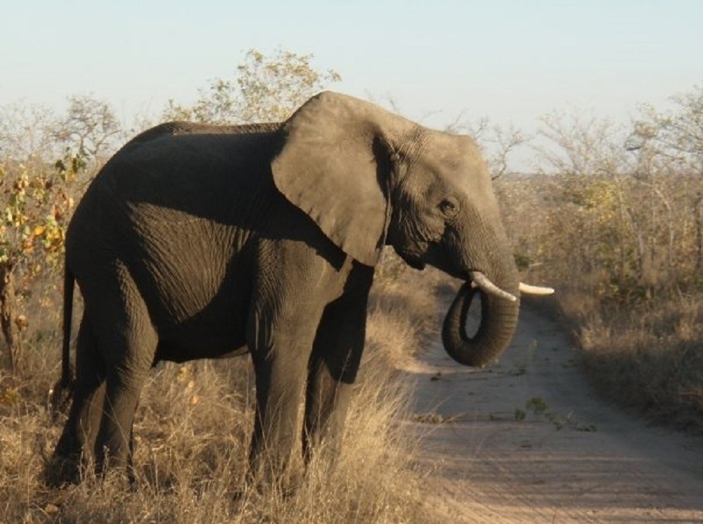 African Safari 2008 - Elephant