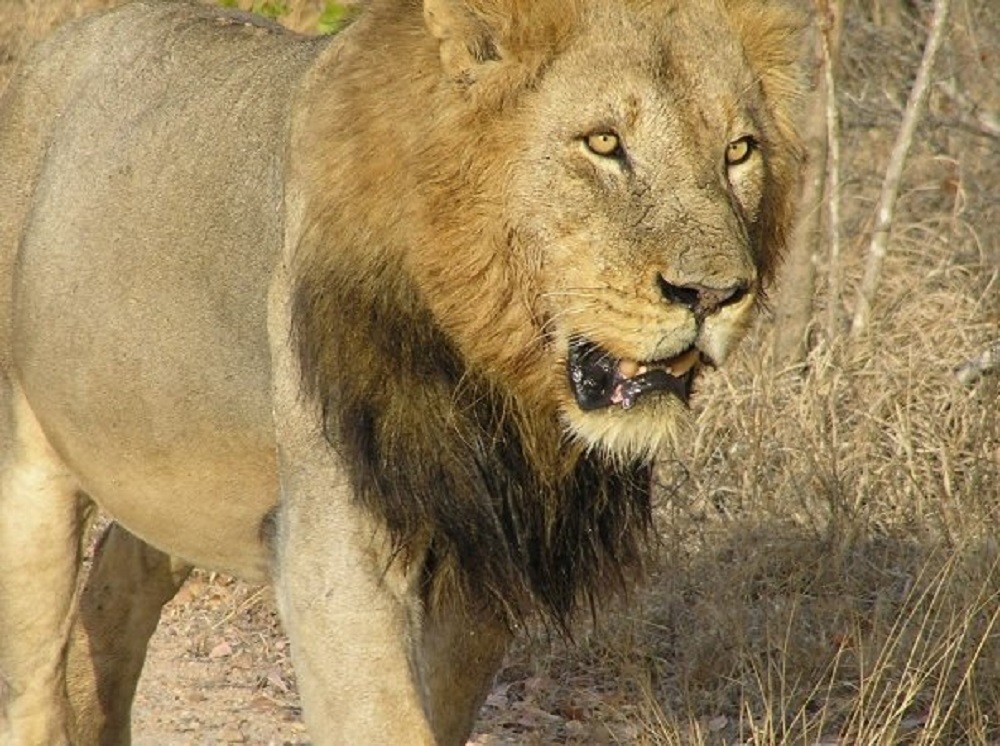 African Safari 2008 - Lion