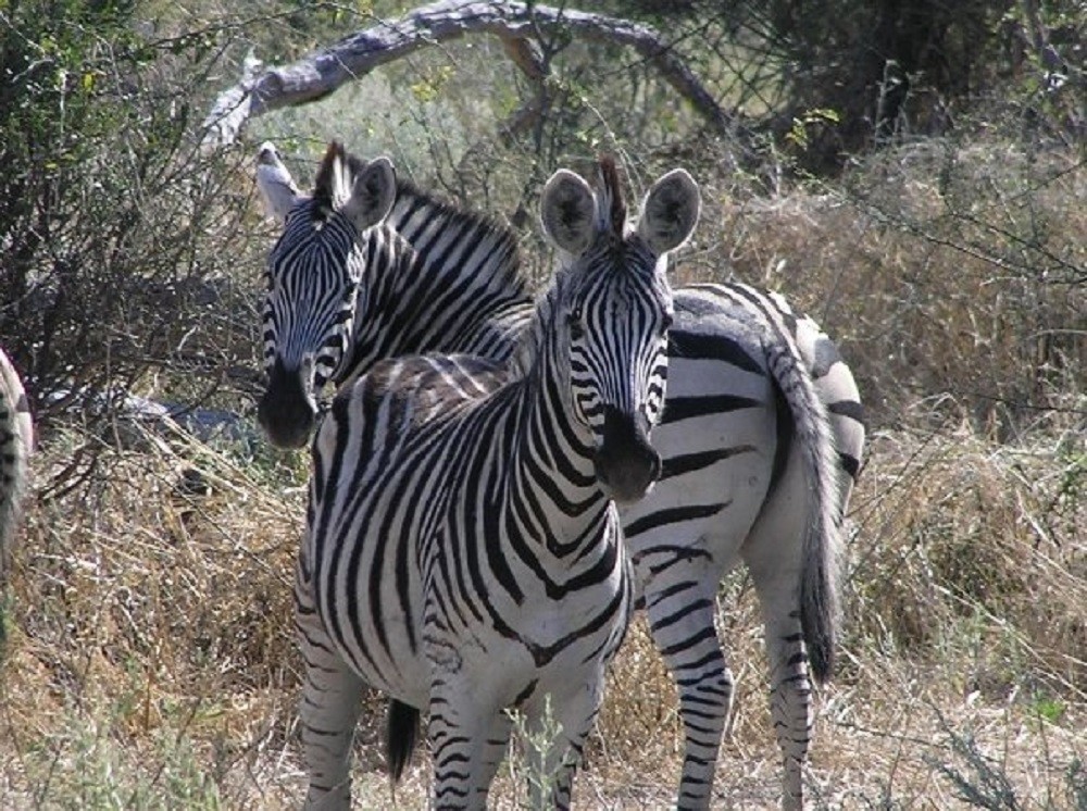 African Safari 2008 - Zebra