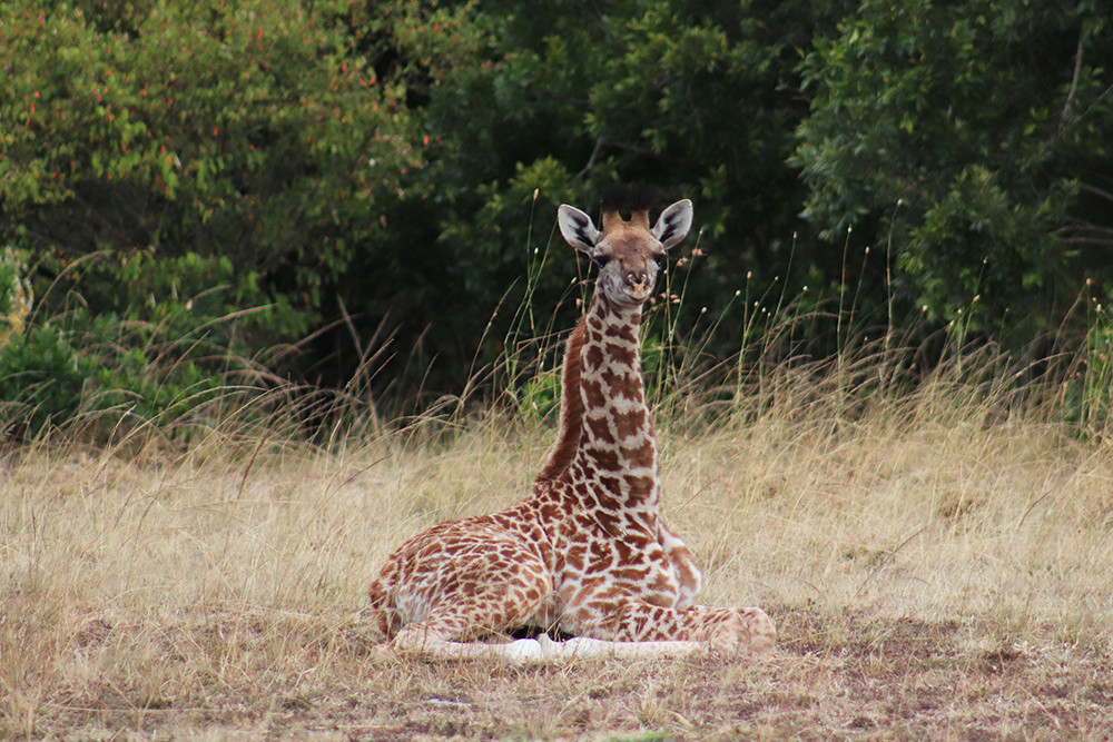 Best of Kenya Safari - Baby Giraffe