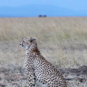 Best of Kenya Safari - Leopard in the Masai Mara