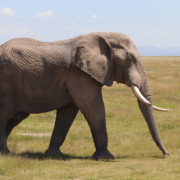 Safari Big Nine - Elephant