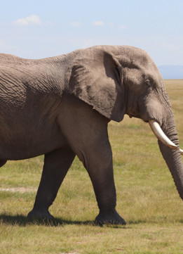 Safari Big Nine - Elephant