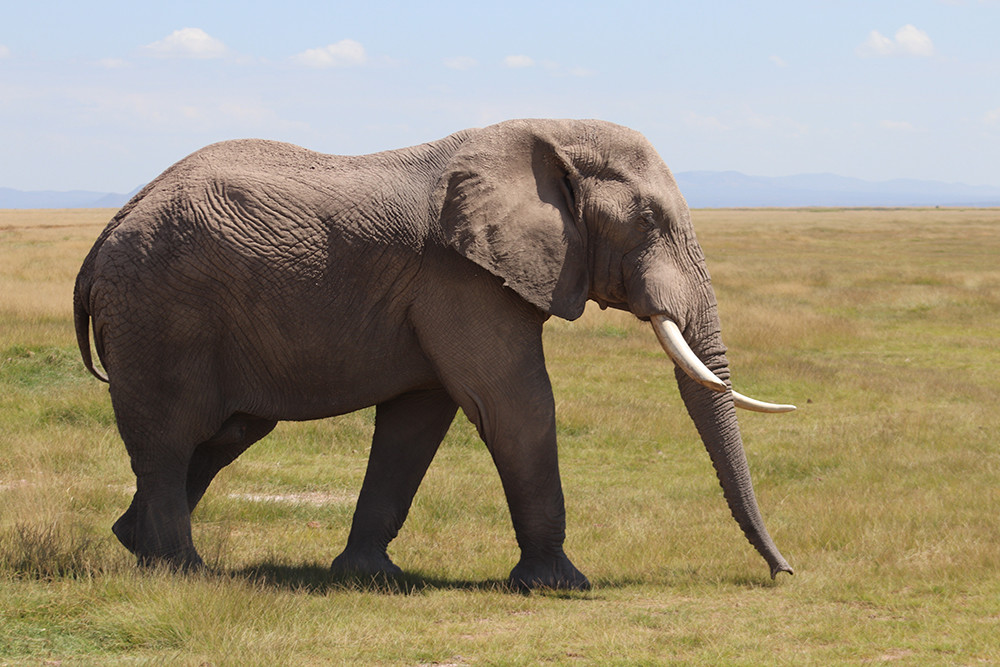 Safari Big Nine - Elephant