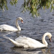 Swans in Hyde Park London