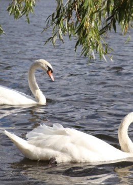 Swans in Hyde Park London