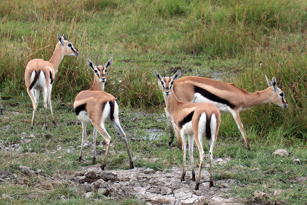 Tanzania Safari - Thomson's Gazelle in the Ngorongoro Crater