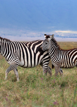 Tanzania Safari - Zebras in the Ngorongoro Crater
