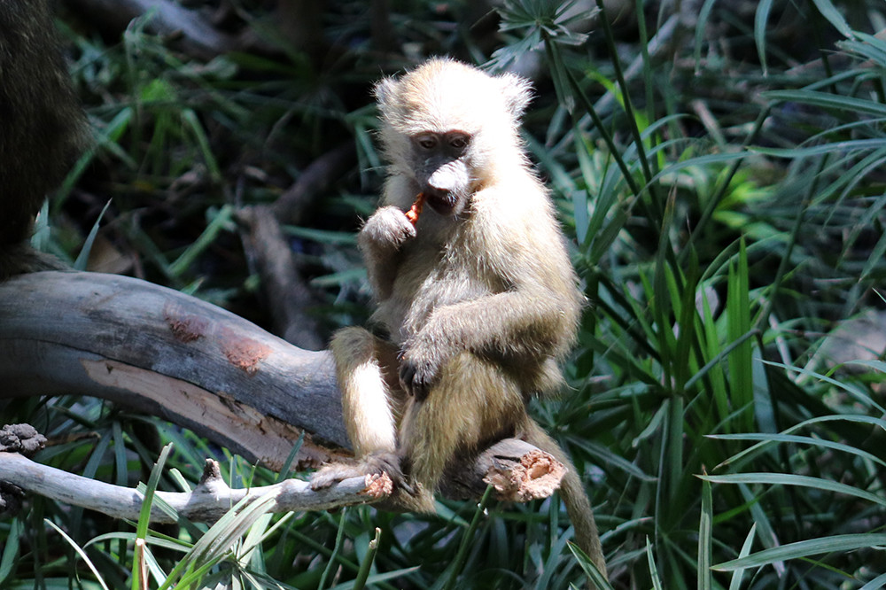 Baby Monkey in Lake Manyara National Park