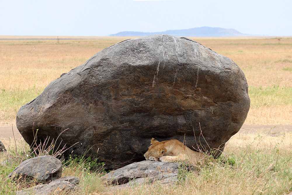 Beautiful Lions of the Serengeti