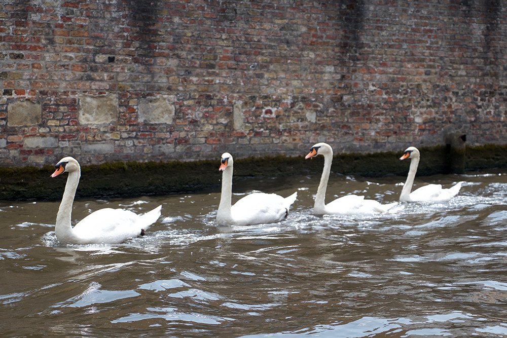 Bruges Boat Tour - Canal Swans