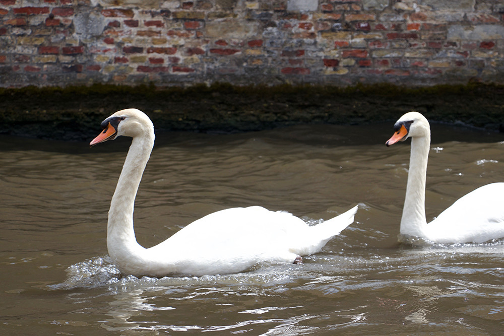 Bruges Boat Tour - Swan Close Up