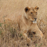 Close Up Lions of the Serengeti