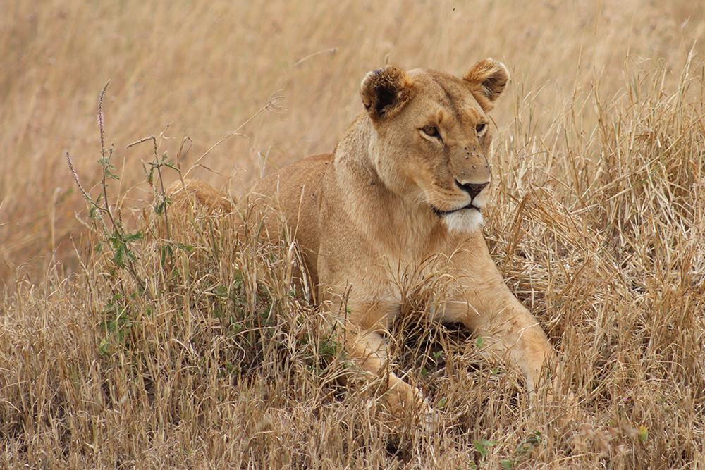 Close Up Lions of the Serengeti