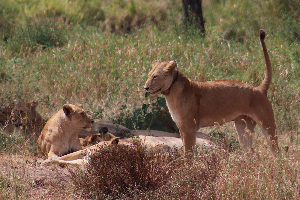 Cubs Playing - Lions of the Serengeti