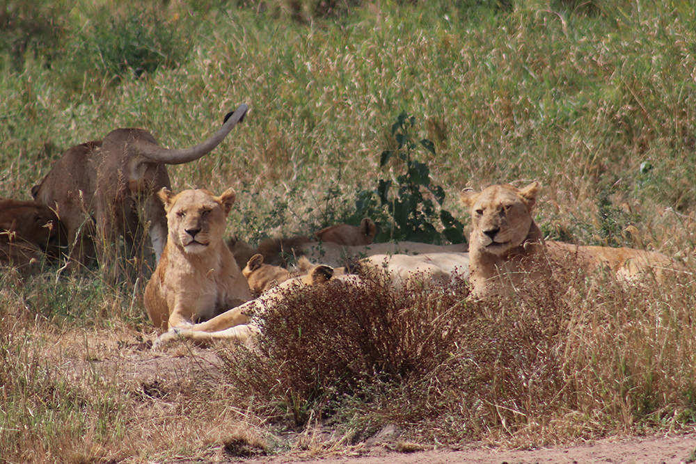 Female Lions Lions of the Serengeti
