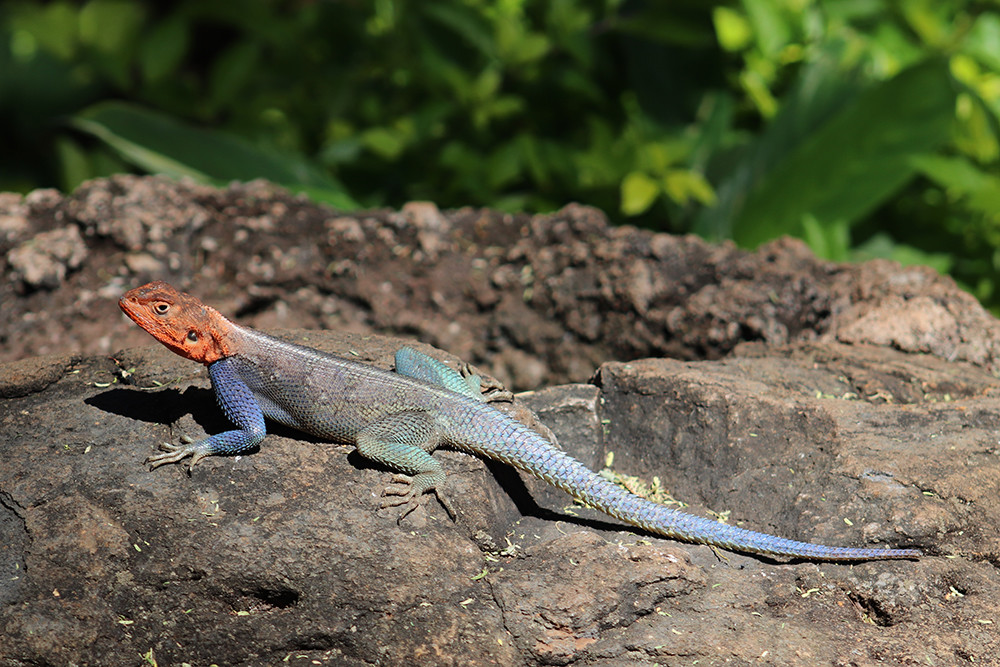 Lake Manyara National Park Lizards