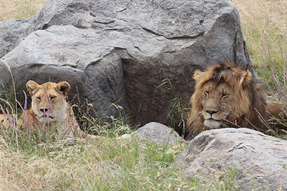 Lion Couple Lions of the Serengeti