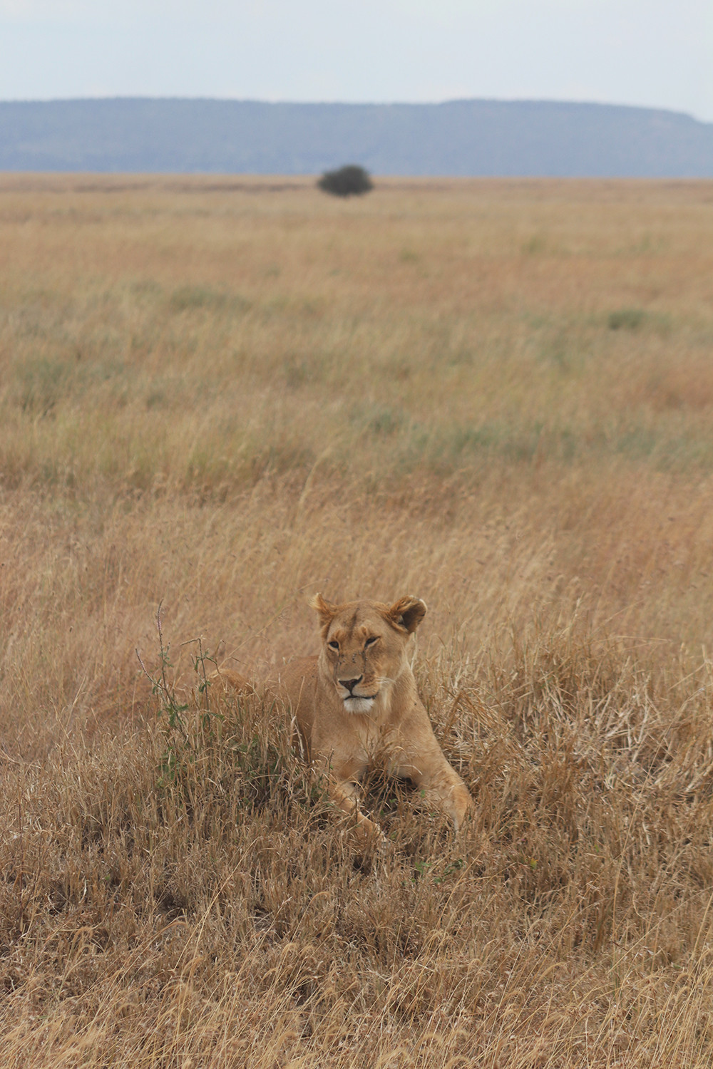 Lion in the Grass Lions of the Serengeti