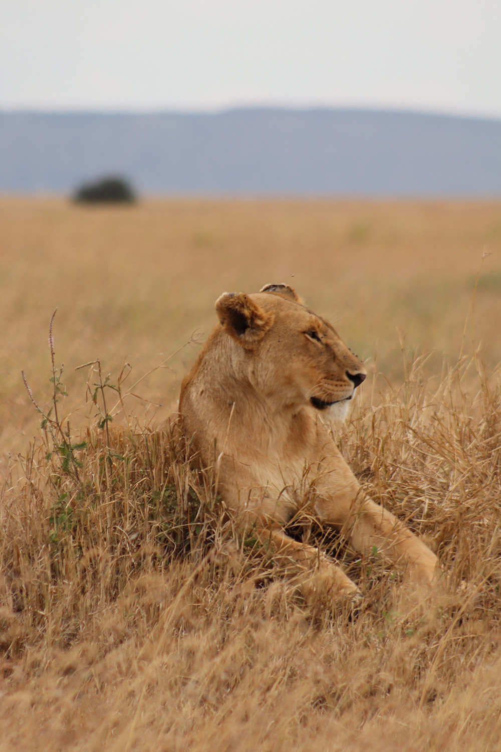 Lions of the Serengeti Portrait