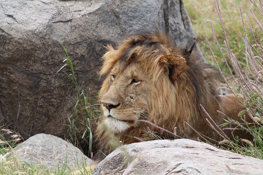 Male Lion Lions of the Serengeti