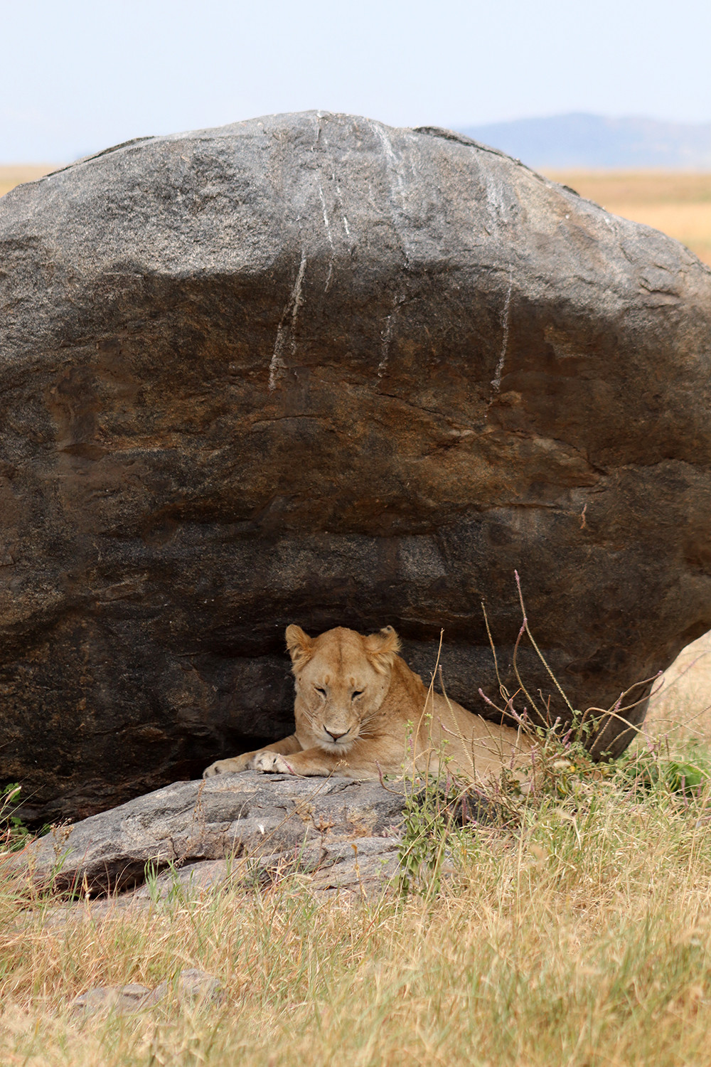 Pride Rock Lions of the Serengeti