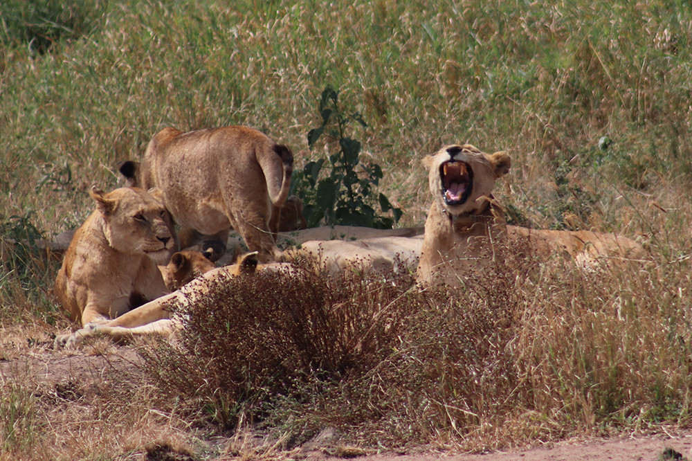Sleeping Pride Lions of the Serengeti