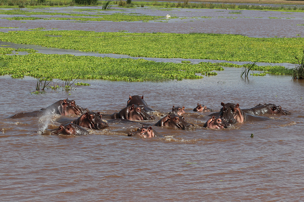 Splashing Hippos in Lake Manyara National Park