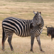 Zebra in the Ngorongoro Crater