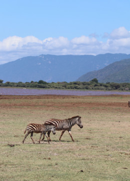 Zebras in Lake Manyara National Park
