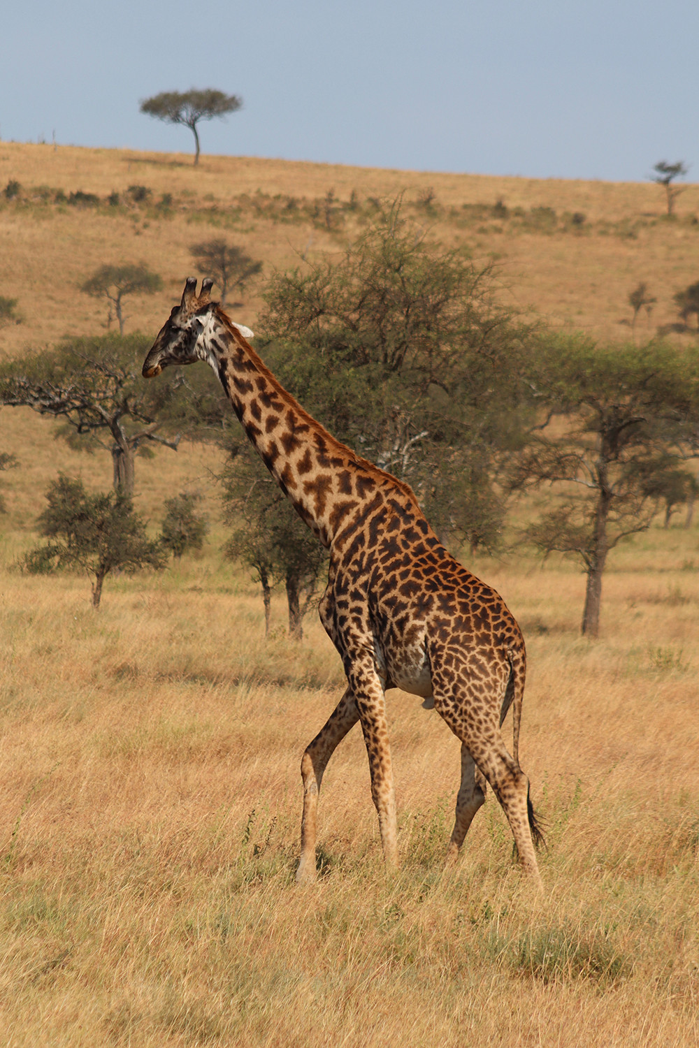 Colorful Giraffe - Serengeti Animals