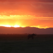 Elephant and Orange Sunset in Amboseli National Park