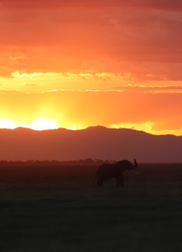 Elephant and Orange Sunset in Amboseli National Park