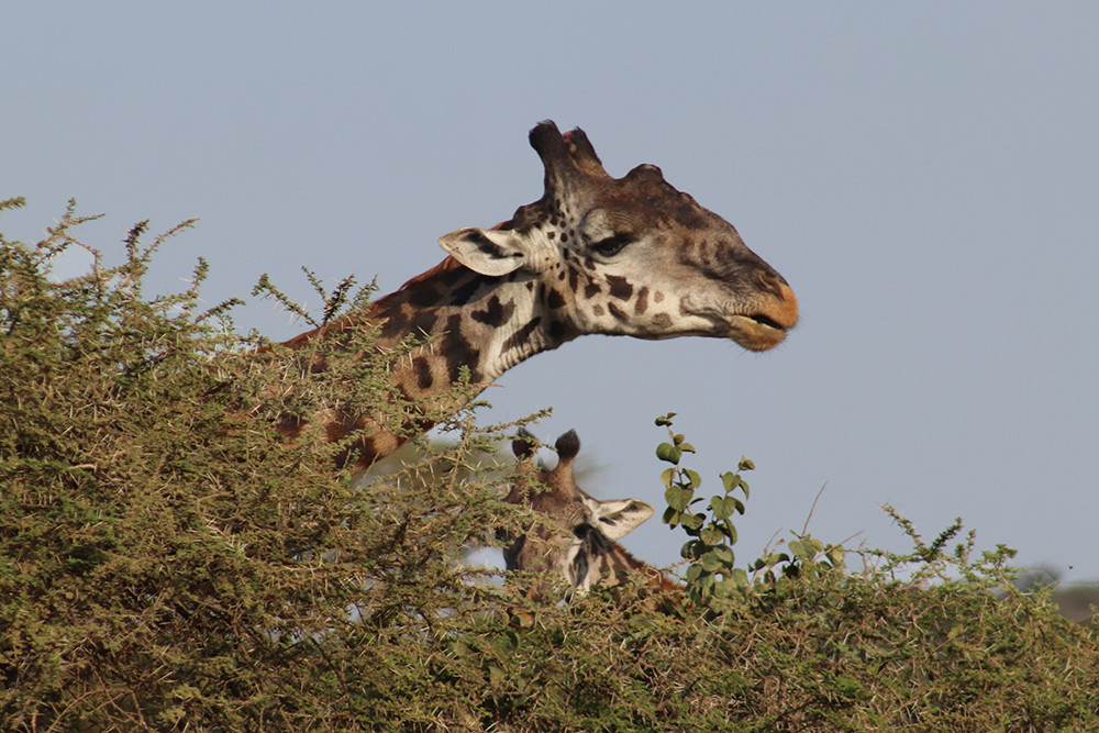 Serengeti Animals - Giraffe Eating
