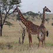 Serengeti Animals - Giraffes