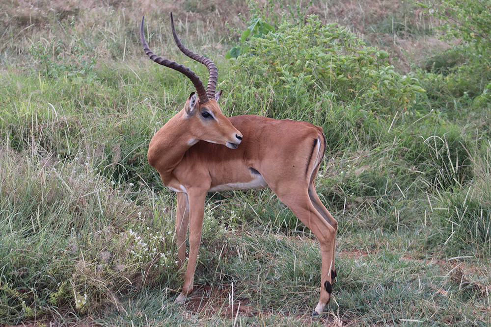 Adorable Deer in Amboseli National Park