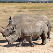 Baby Rhino at Mount Kenya Safari Club