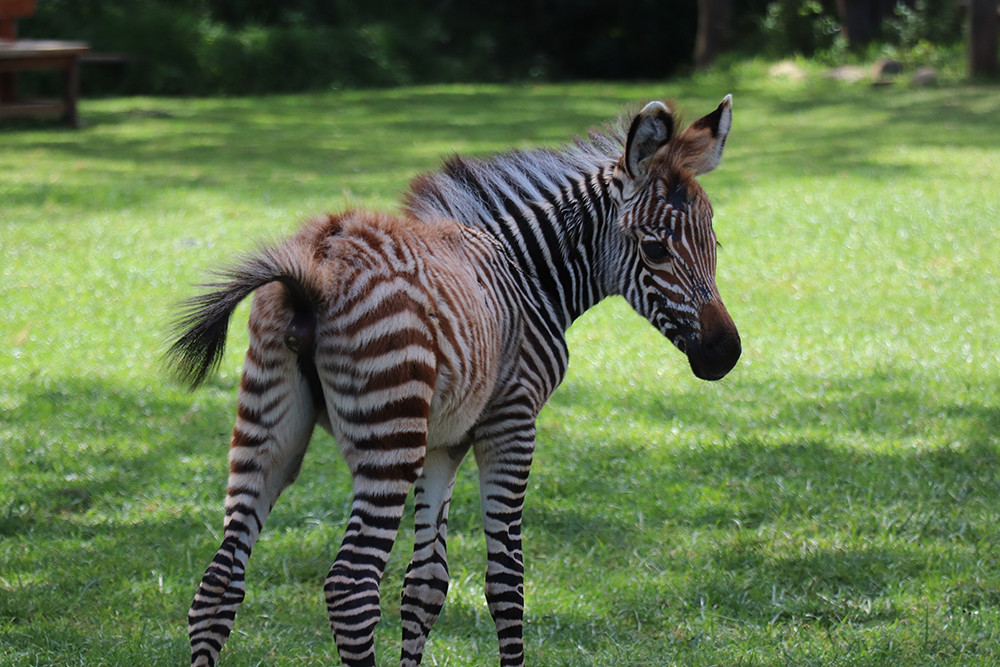 Baby Zebra at Mount Kenya Safari Club Orphanage