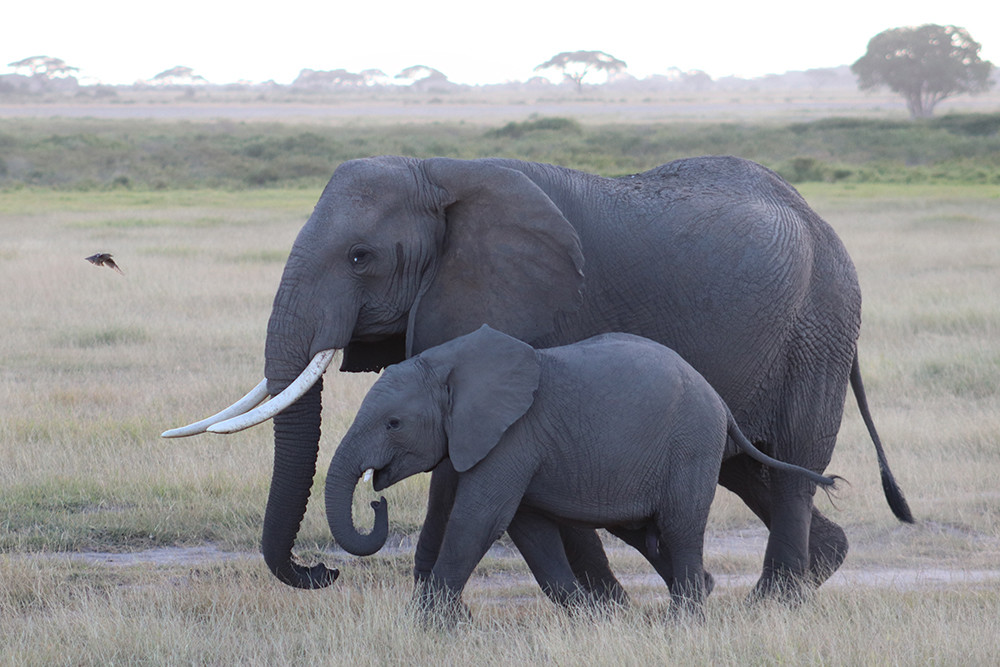Elephants Crossing the Road