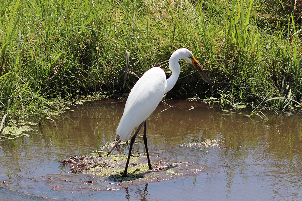 Bird Eating a Fish in Amboseli National Park